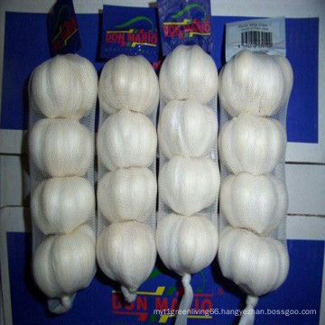 Fresh Pure White Garlic in 3p/or 4p Mesh Bag for European Market